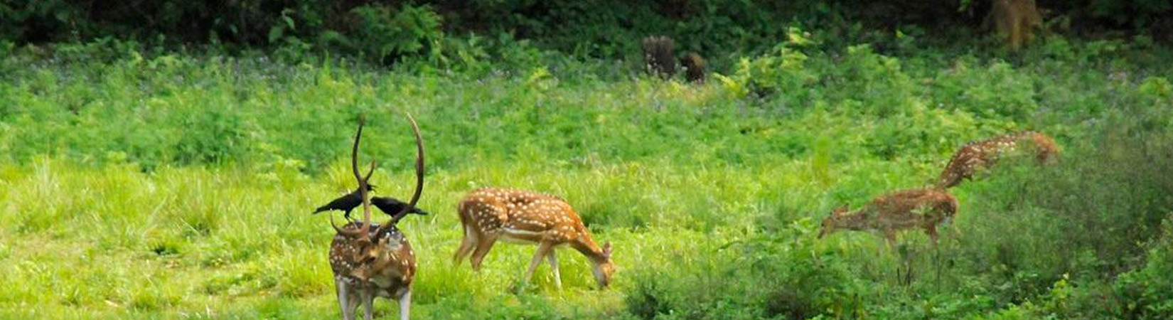 Jungle Safari in Nepal